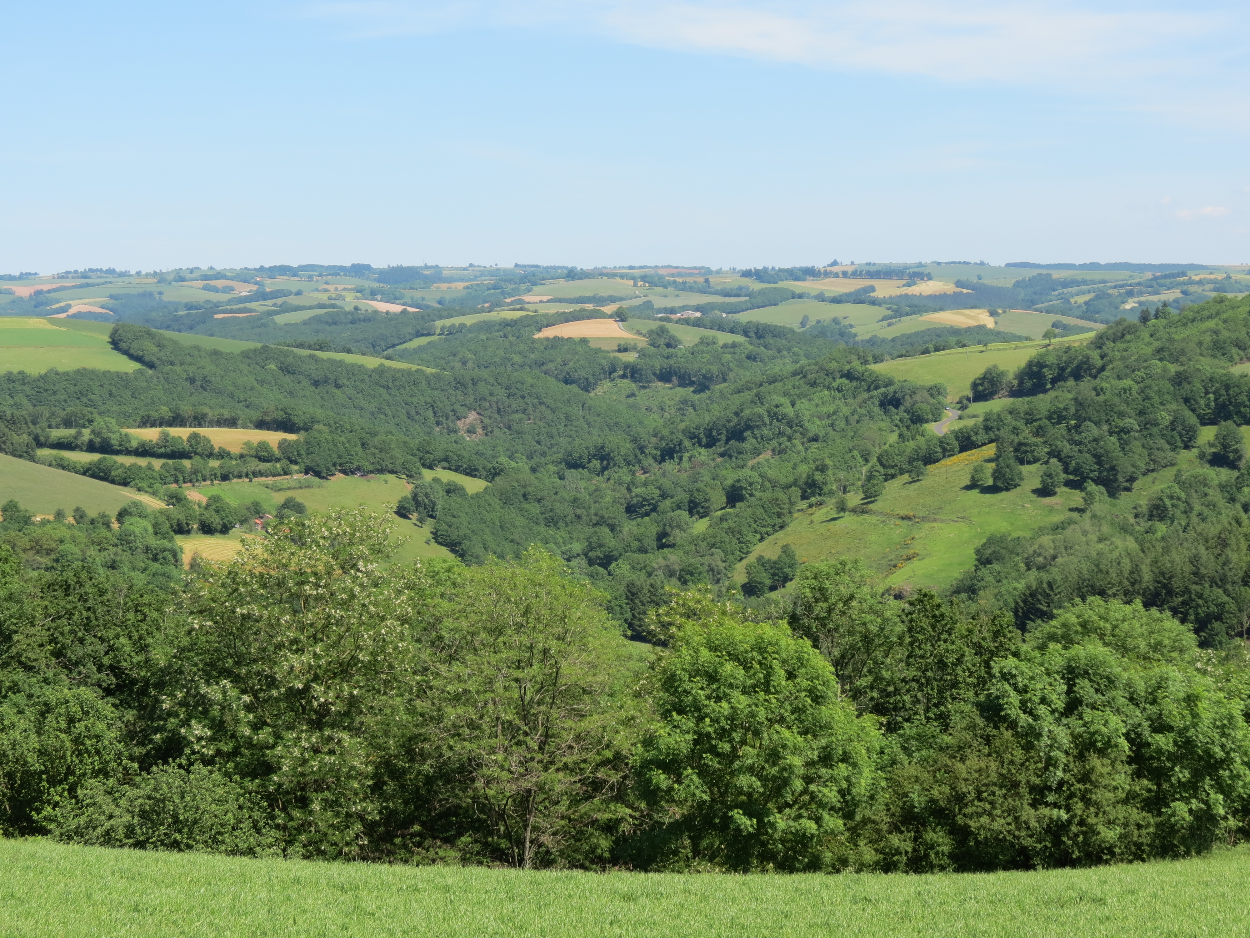 paysage vert 